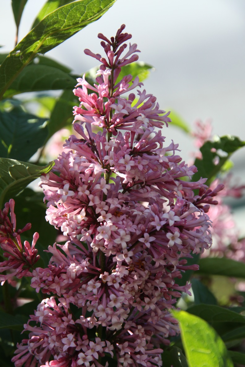"James Mc Farlane" Syringa prestoniae